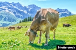 Швейцарские коровы