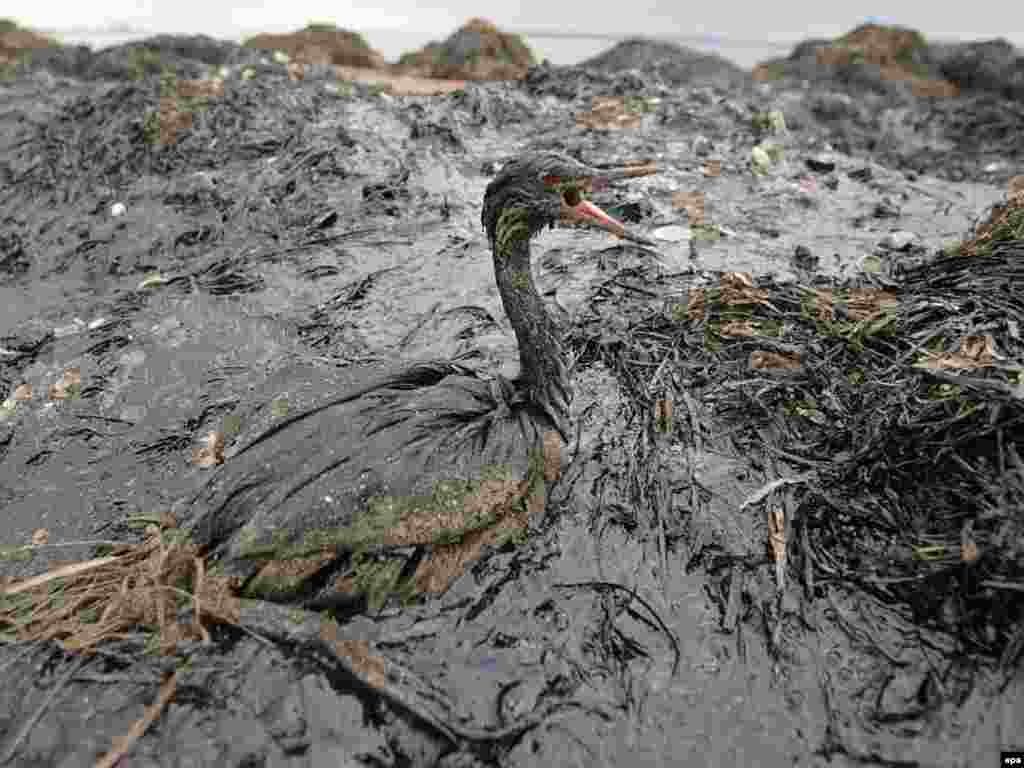 Russia -- environment oil spill kerch straight 11Nov2007 - 11 листопада внаслідок штурму в Керченській затоці Чорного моря розбився танкер і у воду потрапили тисячі тонн нафтопродуктів