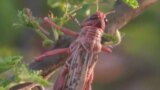 Largest Locust Invasion In Decades Plagues Farmers Across South And Central Asia video grab