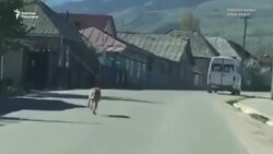 Зоопарктан чыгып кеткен бөлтүрүк жок кылынды