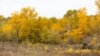 Autumn in Chechnya, 2015