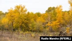 Autumn in Chechnya, 2015