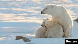 Белая медведица с медвежатами в арктической части Канады. 
