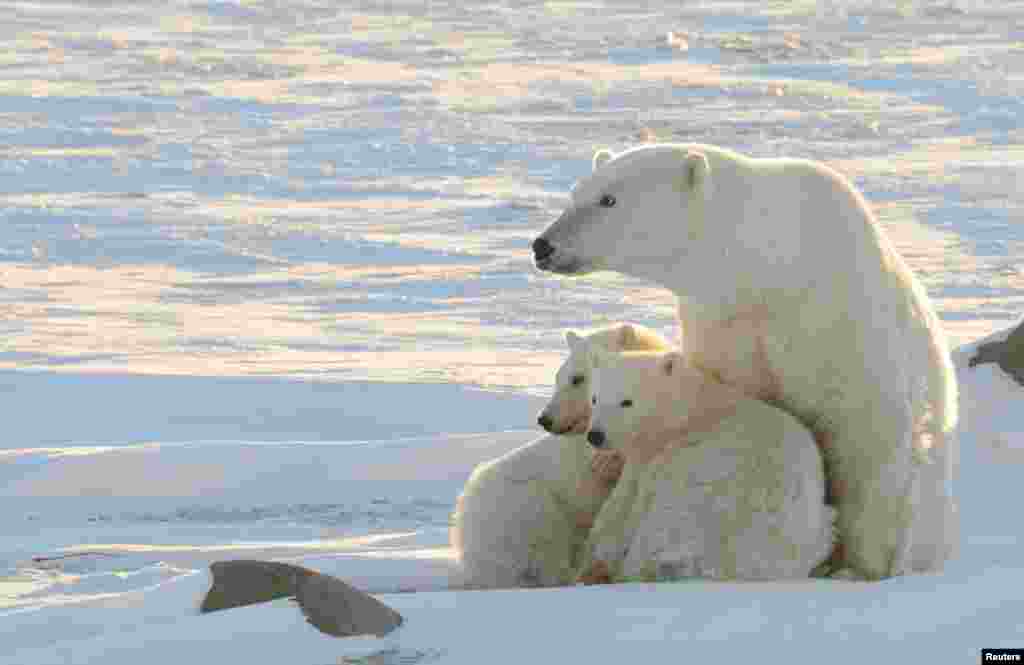 The iconic polar bear is the world&#39;s largest land predator with some specimens weighing up to 800 kilograms. The IUCN estimated that its population worldwide was 20,000-25,000 in 2008 but has listed it as &quot;vulnerable&quot; because of threats posed by climate change, which could seriously reduce its habitat.