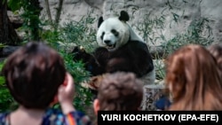 Панда в зоопарке. Иллюстративное фото