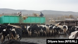 В крестьянском хозяйстве «Абдугани». Южно-Казахстанская область, 17 ноября 2015 года.