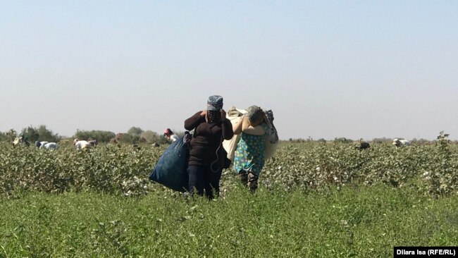 Сборщицы хлопка несут мешки с собранным сырцом. Туркестанская область, 2 октября 2018 года.