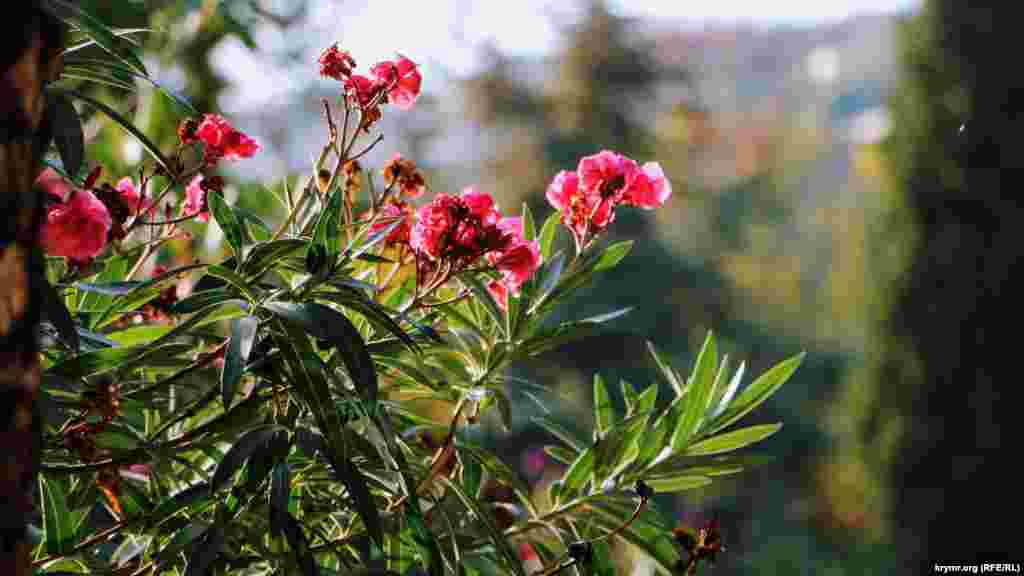 Квітучі екзотичні дерева в Воронцовському парку Алупки