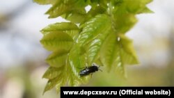 На Корабельной стороне Севастополя зафиксировали насекомое-вредителя пилильщика ясеневого черного