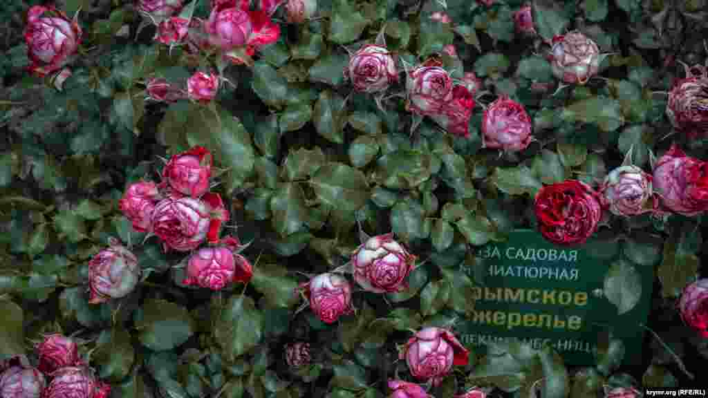 В Никитском ботаническом саду в Ялте открылась традиционная выставка роз &laquo;Розовый вальс&raquo;