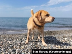 Волі на беразе мора