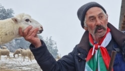 Овцевъдът Георги Илиев, познат като бай Рибан, с част от стадото, 30 ноември 2024 г.