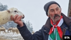 Овцевъдът Георги Илиев, познат като бай Рибан, с част от стадото, 30 ноември 2024 г.