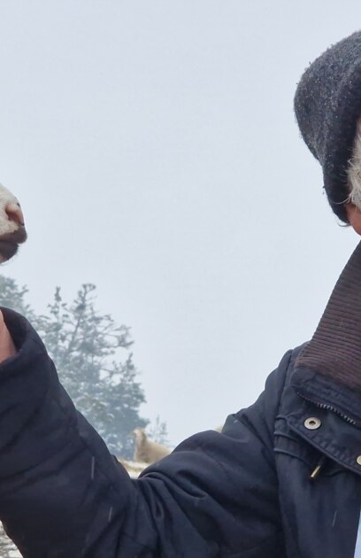 Стадото е заразено с чума казват властите Не е вярно