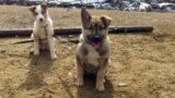 Stray dogs in Ukhta in the shelter for homeless animals " I want to go home", Komi Republic