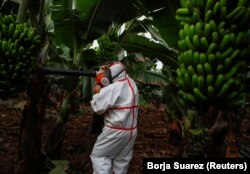 Farmer Tomas Perez čisti pepeo od erupcije vulkana koji je oštetio njegovo polje s bananama, u Los Llanos de Aridaneu, na Kanarskom otoku La Palma, Španjolska, 30. septembar 2021.