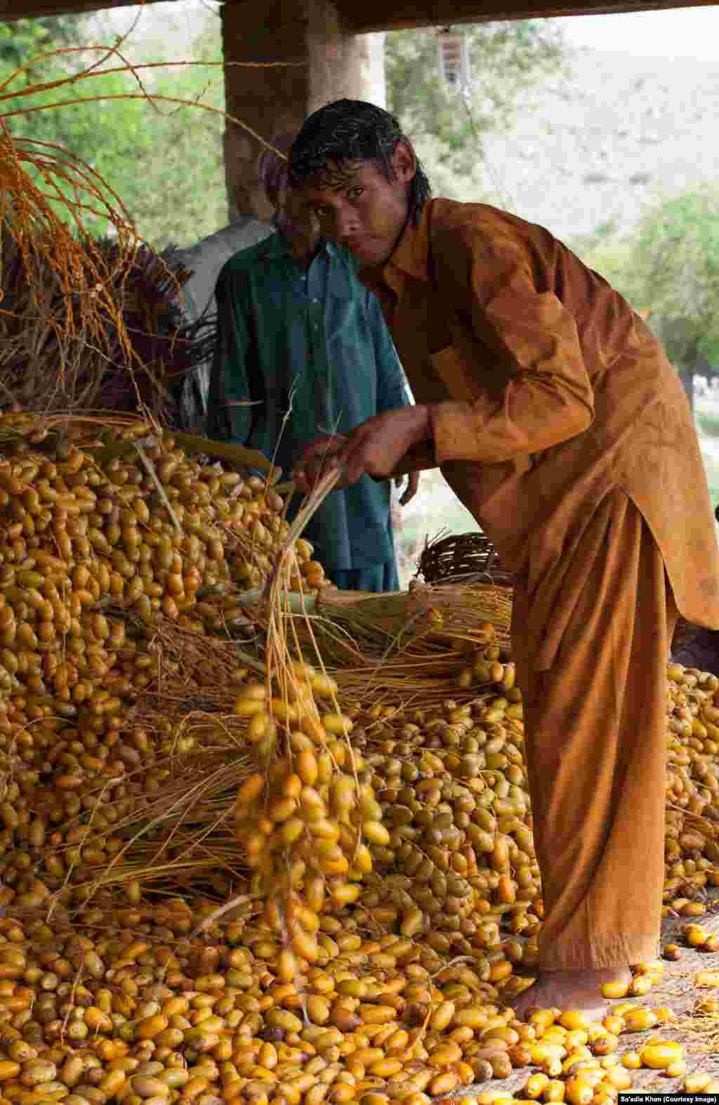 Once the date branches have been removed from the tree, they are transported to the area where they will be removed from the branch. This is done by shaking the branch vigorously.