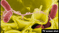 Bacteria salmonella.