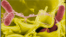 Bacteria salmonella.