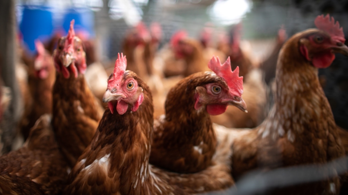 Russia's Kirov Region Culls Poultry After Avian-Flu Outbreak