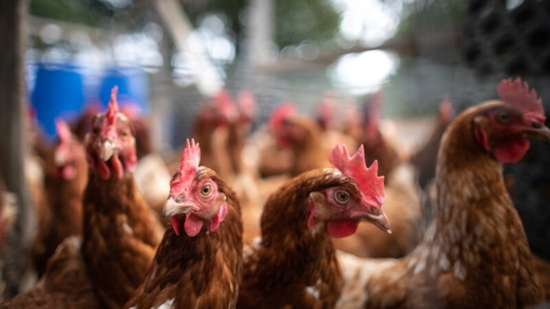 Птичји грип причина за уништување на 750 илјади кокошки во Чешка 