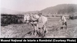 Soldați la arat în Primul Război Mondial. (Sursa: Expoziția Marele Război, 1914-1918, Muzeul Național de Istorie a României, http://www.marelerazboi.ro/razboi-catalog-obiecte/item/soldati-arand-pamantul-in-perioada-primului