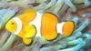 Пример симбиоза. Рыба-клоун (Amphiprion ocellaris) обитает среди жалящих щупалец морских анемон (Heteractis magnifica). Рыбы-клоуны защищают растения от питающихся анемонами рыб, а растения отпугивают хищников. Сама рыба-клоун покрыта защитной слизью.