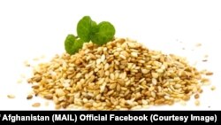 آرشیف: دانه روغن کنجد
