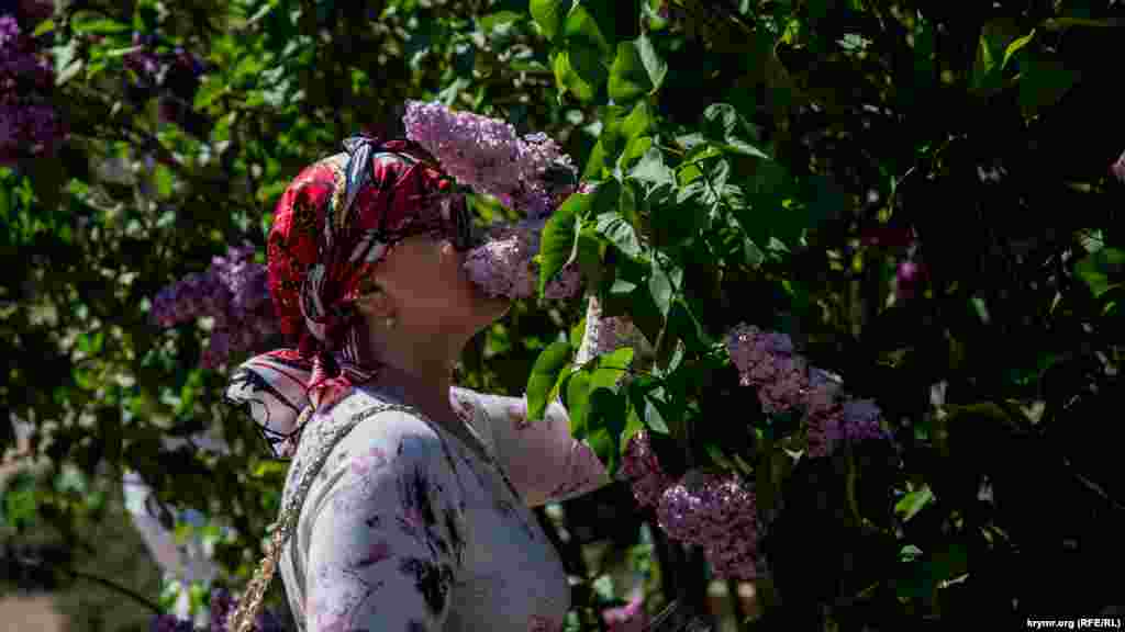 Экспозиция сирингария представлена 80 видами и сортами сирени