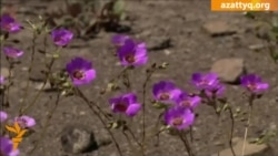 В Чили расцвела безводная пустыня Атакама