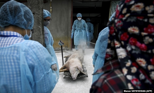Disa veterinarë dhe zyrtarë shëndetësorë duke kontrolluar një derr të ngordhur, me qëllim të parandalimit të gripit të derrave. Foto nga arkivi.