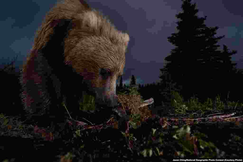 HONORABLE MENTION: Ursus Arctos Horribilis (Bear Creek, Lake Aleknagik, Alaska) -- This photo of a wild Alaskan brown bear digging on a game trail was taken with a homemade motion-controlled triggering device hooked up to my DSLR. (Caption by photographer Jason Ching)