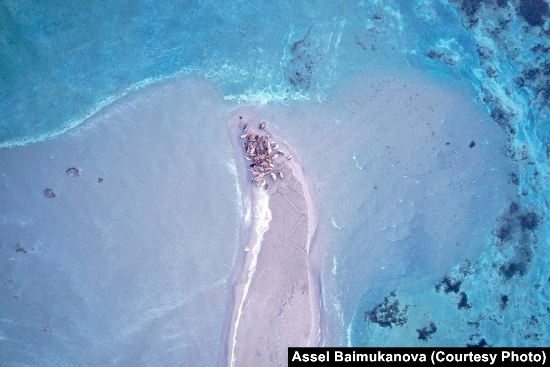 Ол трахается және ол жалайды