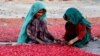 AFGHANISTAN -- Afghan children’s sort pomegranate seeds for export in Kandahar, November 26, 2020