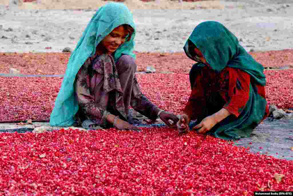 Afganistanska djeca sortiraju sjemenke nara za izvoz u Kandahar. (epa-EFE / Muhammad Sadiq)