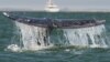 Суд ООН зобов’язав Японію припинити полювання на китів