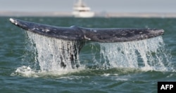 Экологи уверены, что Япония в коммерческих целях ведет промысел многих видов китов, например, горбачей