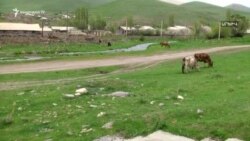 «20-25 միլիոնի վնաս ենք կրել». խոշոր եղջերավորների հափշտակման հերթական դեպքը