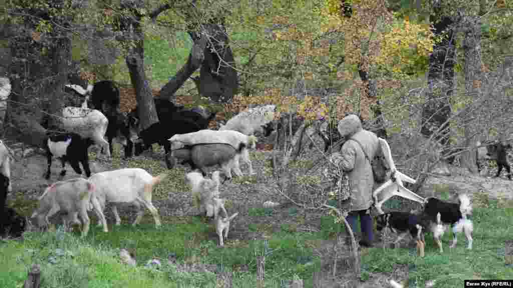 У лесной дороги, неподалеку села Дальнее,&nbsp;пасутся козы. Их сопровождают юркие собаки. Козам здесь раздолье &ndash; сочная трава, листья кустарников и деревьев на выбор