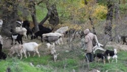 У села Дальнее пасутся козы