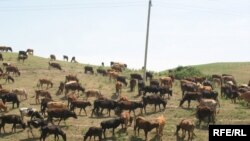 Тиббий маълумотларга кўра, куйдирги касаллиги манбаи, асосан, йирик ва майда шохли ҳайвонлар, шунингдек, отлар, эшаклар, буғулар ва чўчқалар ҳисобланади.