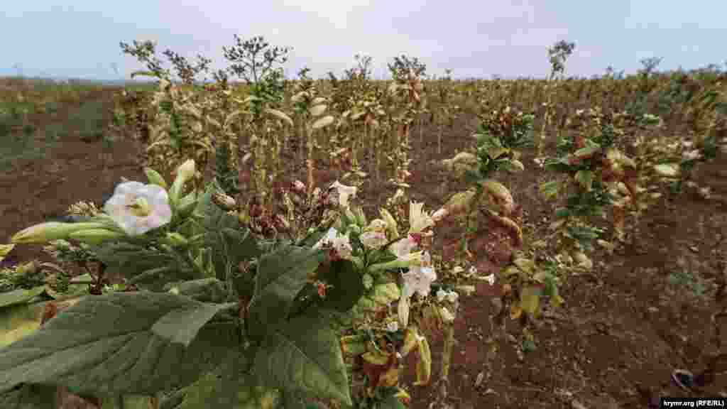 Табачная плантация в полгектара в музее Табачное. Раньше табак выращивали на площади 500 гектаров