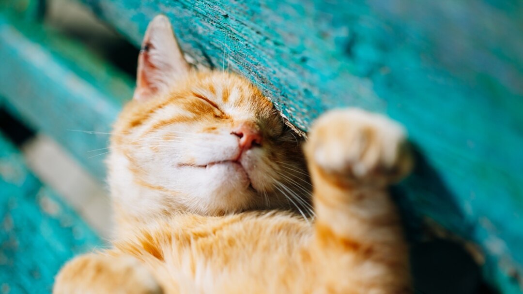 Chitada uy qurilishi porno Jinsiy olatni va moyaklarni kesib tashlash