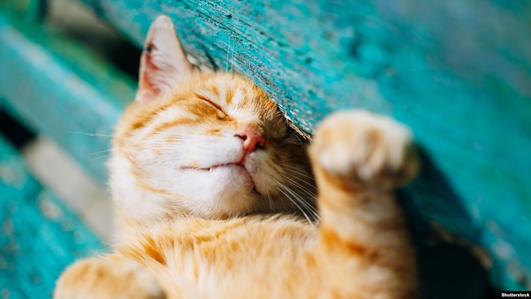 Mashinalar yaqinidagi gozal eshaklar va mushuklar Mashinalar yaqinidagi gozal eshaklar va mushuklar