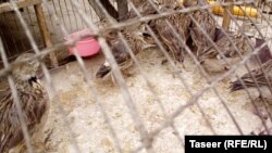 د مارغانو د مېشت ځایونه په ناور، خواجه عمري، جغتو، اندړ، مقر، قره باغ او ځینو نورو ولسوالیو کې دي