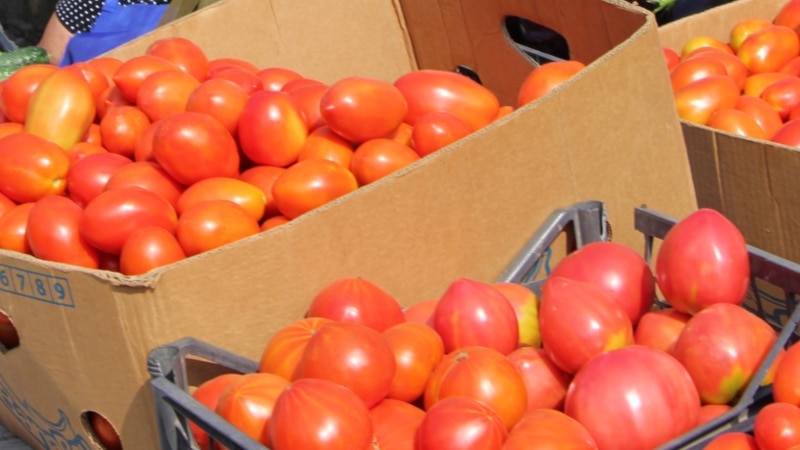 Türkmenistandan Russiýa eksport edilen pomidorlarda zyýankeş güýe tapyldy, ýene-de