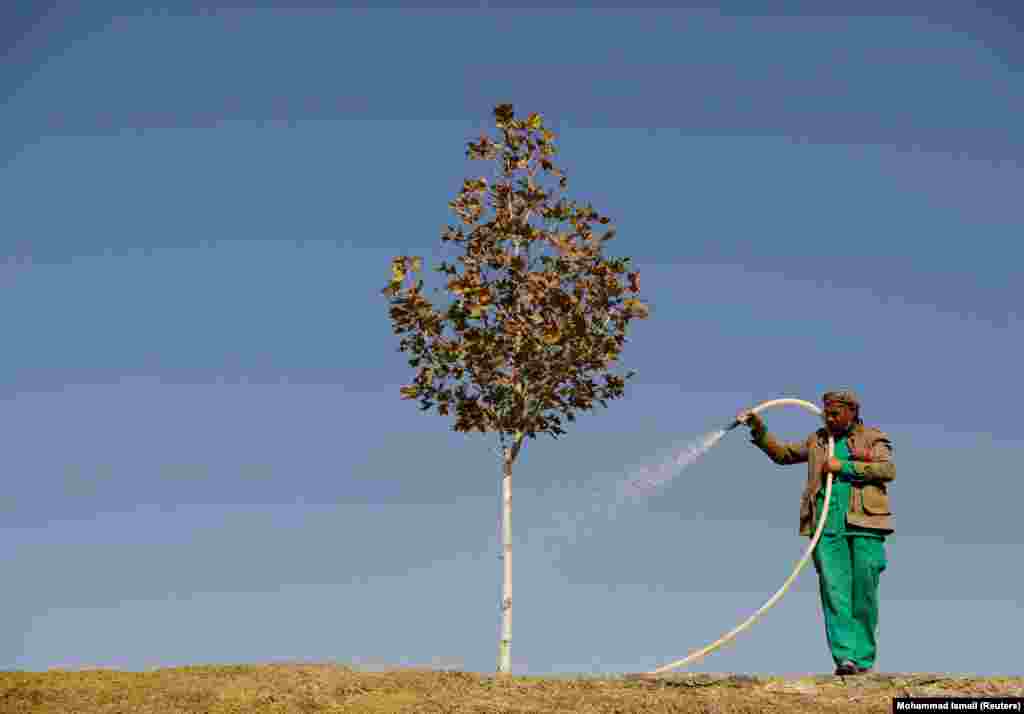 &nbsp;An Afghan municipality worker waters a tree in Kabul. (Reuters/Mohammad Ismail)