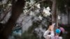 Pekin zooparkı yenidən açılıb, maskalı qadın çiçəkləmiş ağacı çəkir