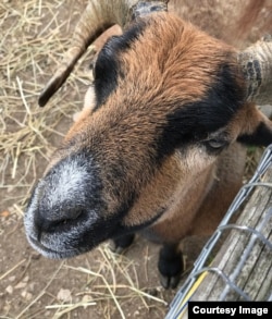 Qurban bayramı