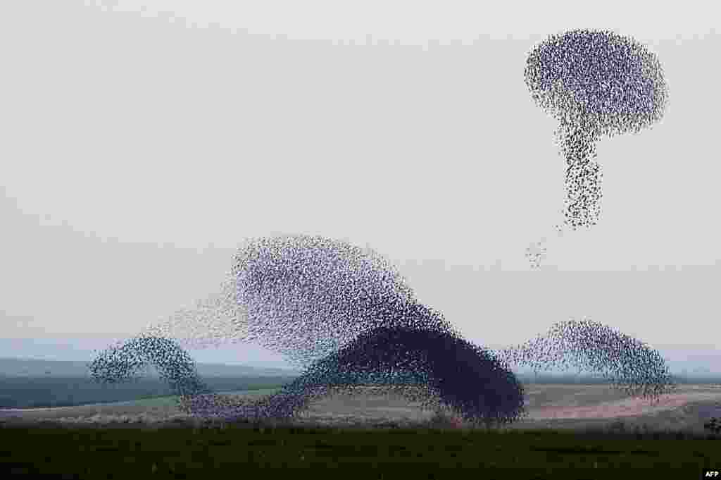 A flock of starlings flies over an agricultural field near the southern Israeli city of Netivot. (Reuters/Amir Cohen)